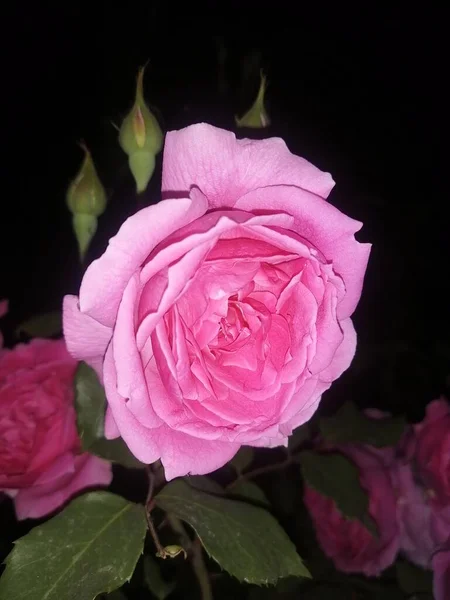 beautiful pink roses on a dark background