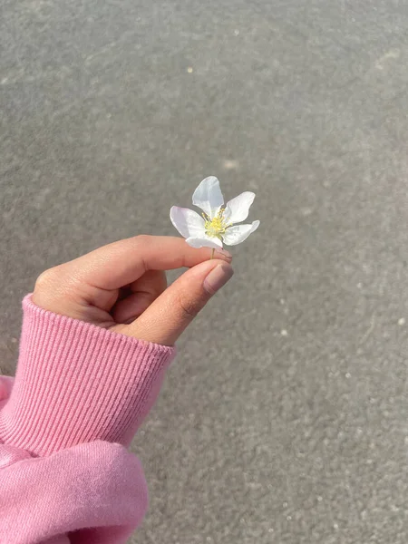 hand holding a flower in the hands of a woman