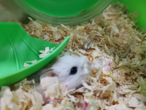 a closeup shot of a cute hamster eating food