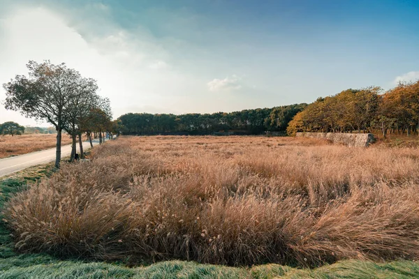 beautiful landscape with a tree and a field of trees