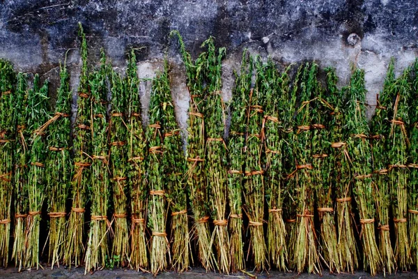 dried green leaves on the ground