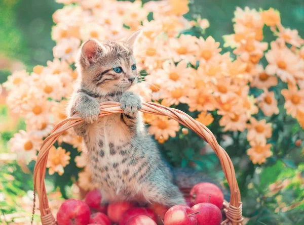 little kitten in the garden