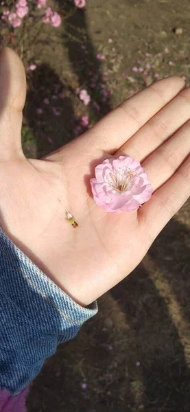 female hands holding a flower in the garden