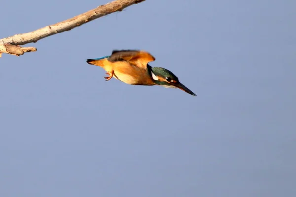 bird on the lake