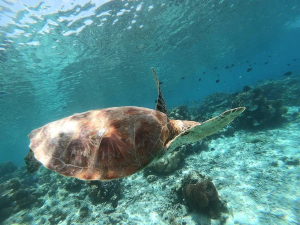 beautiful sea turtle in the red water, eilat israel