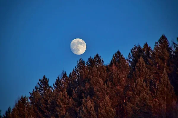 beautiful night landscape with moon and trees