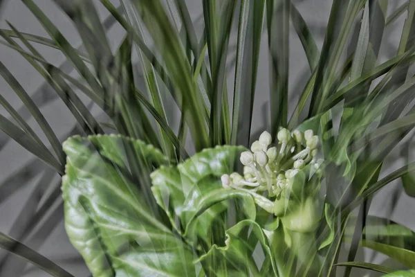 green leaves on a white background