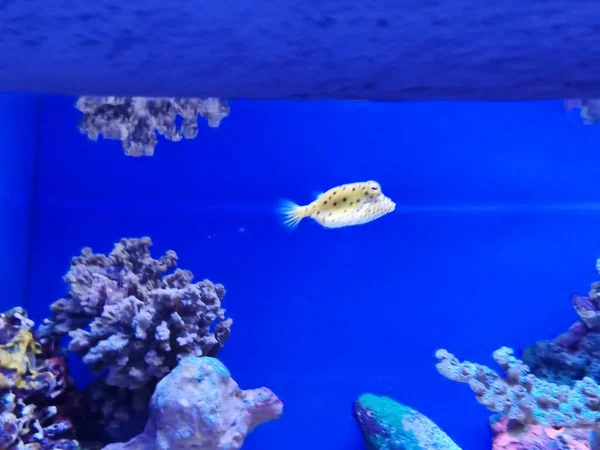 beautiful underwater world of fish in aquarium