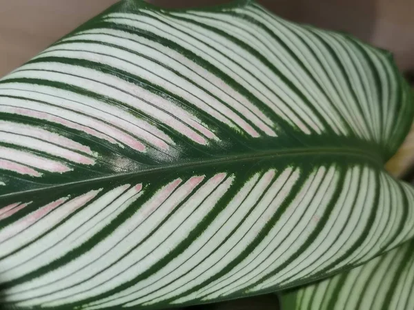 close up of a green leaf of a tropical plant