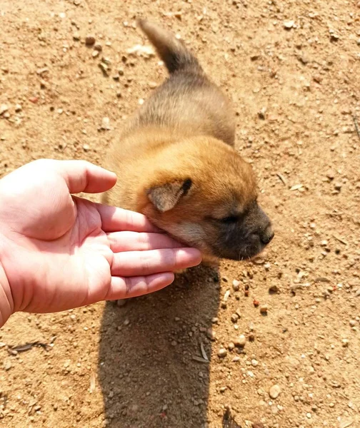 dog in the hands of a little puppy