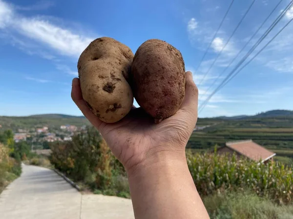 a man\'s hands holding a pile of potatoes in the garden