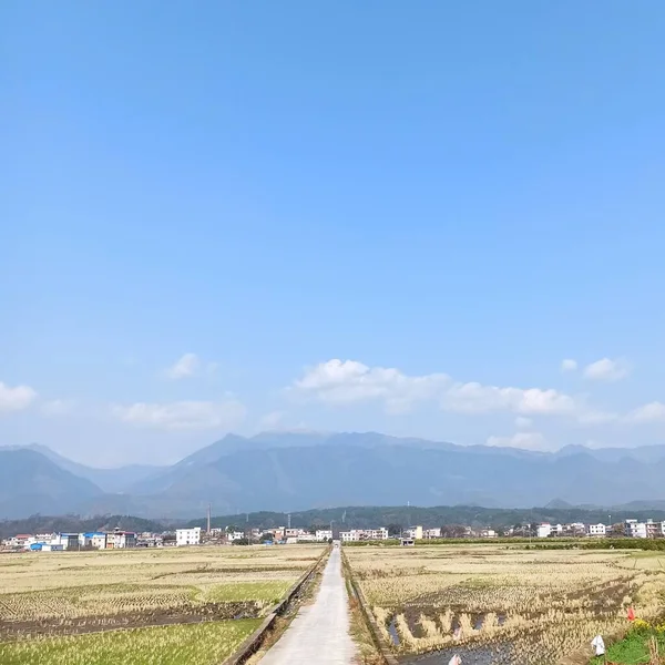 beautiful landscape with a field of tea and a mountain