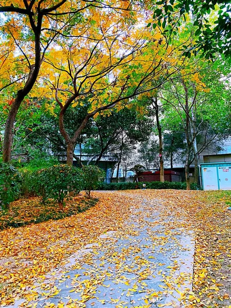 autumn landscape with colorful trees and leaves