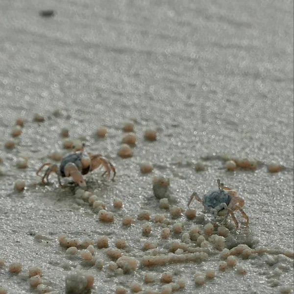 close up of a white and brown crab