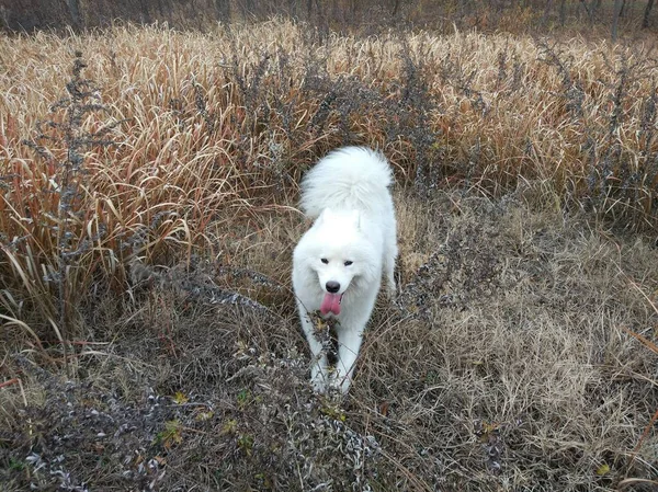 white dog in the forest