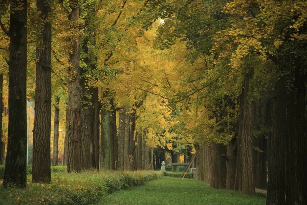 autumn landscape with trees and leaves