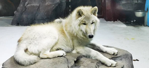 white wolf in the zoo