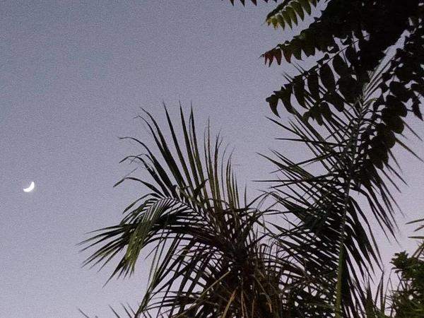 palm tree with shadow on the beach