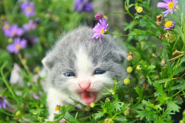 cute little kitten in the garden