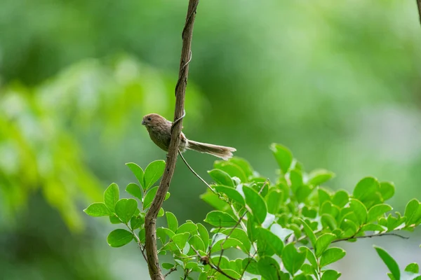 a green bird is sitting on a branch in the forest