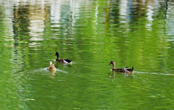 ducks swim in the lake