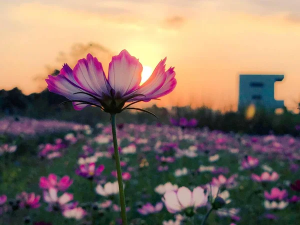 beautiful pink cosmos flower in the garden