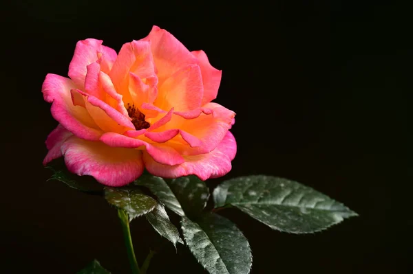 beautiful pink rose on black background