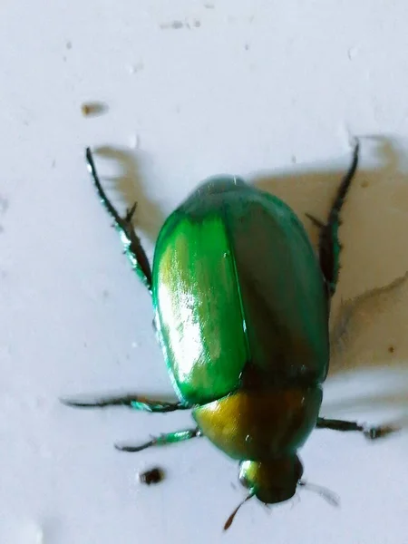 close-up of a green beetle