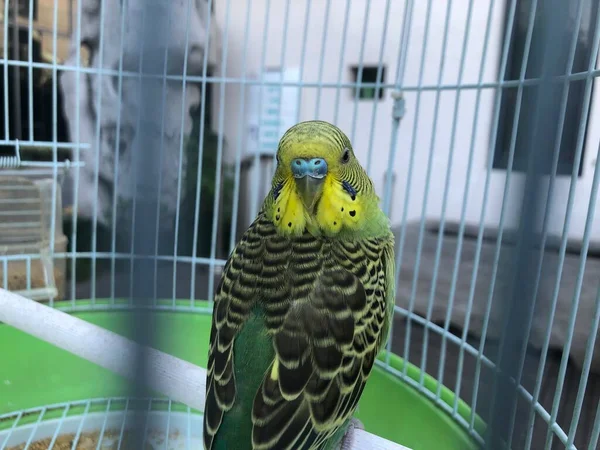 parrot in cage, animal, fauna