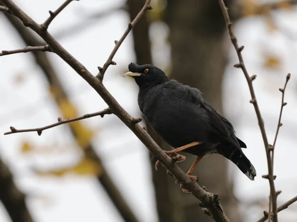 black and white bird in the forest