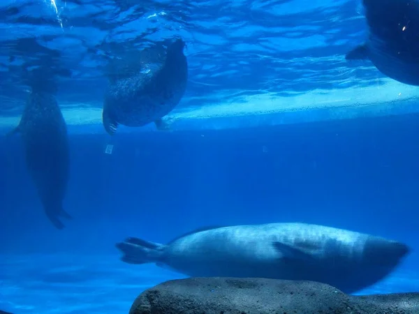 beautiful sea lion swimming in the water