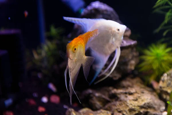beautiful colorful fish in aquarium