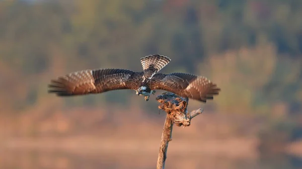 a bird flying in the sky