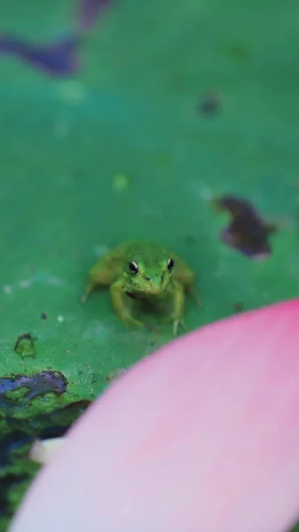 frog in the pond