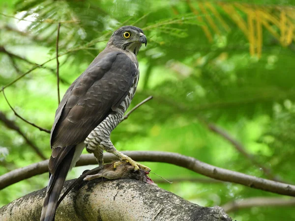 a bird is sitting on a tree branch