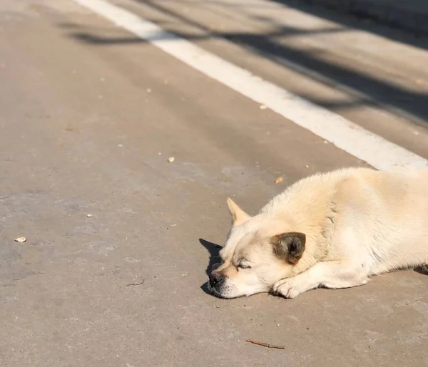 dog on the street