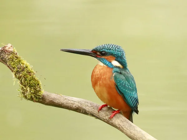 great bird ( alcedo atthis ) perched on a branch