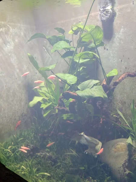 beautiful underwater view of a pond with fish