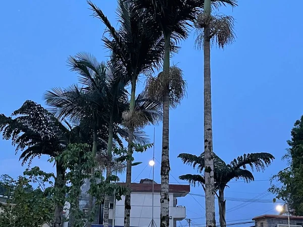 palm trees in the city of barcelona