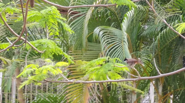 tropical jungle with green leaves and plants