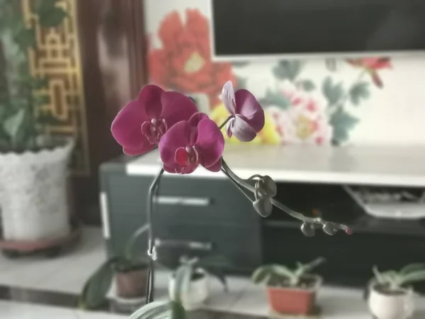 modern kitchen interior with flowers and plants