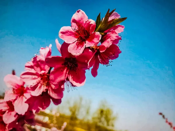 beautiful pink flowers on a background of blue sky