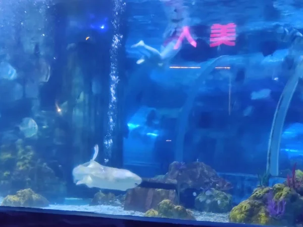 underwater view of beautiful aquarium