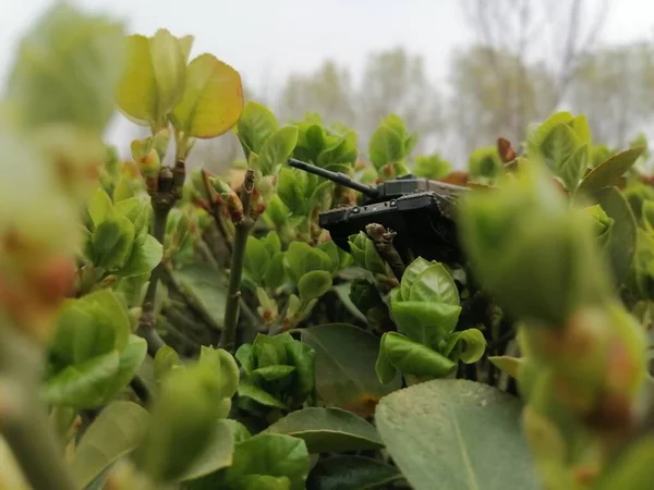 a closeup shot of a beautiful green beetle in a flower garden