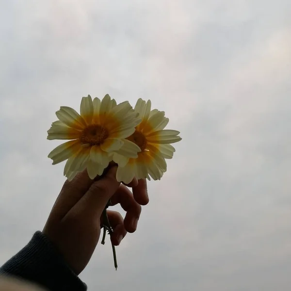 hand holding a flower in the hands of a woman