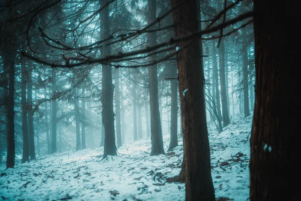 beautiful winter forest with snow