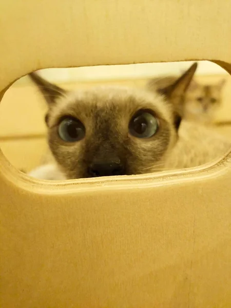 cat in a box