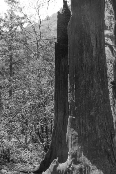 black and white photo of a tree in the forest