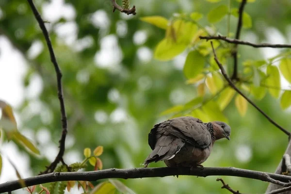 bird on a tree branch