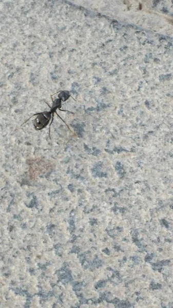 close up of a black and white ant